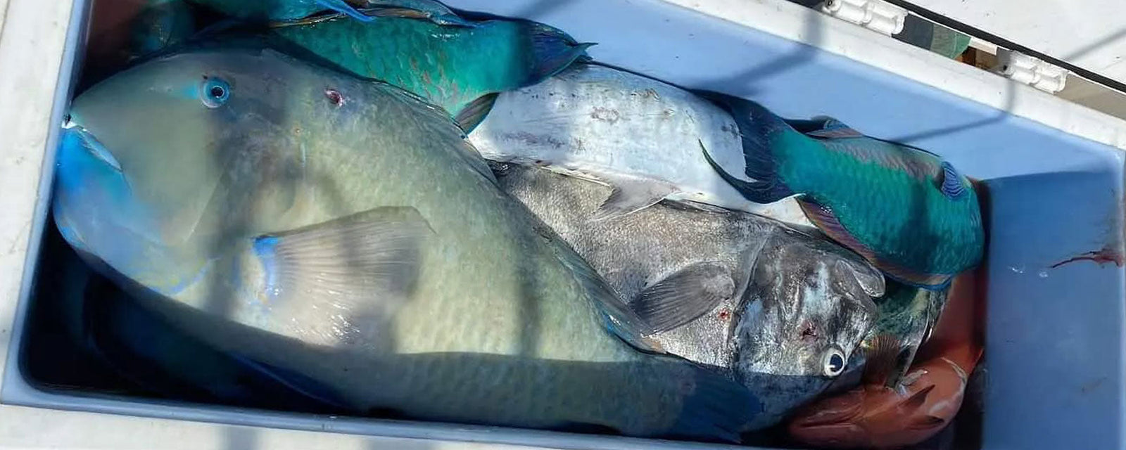 How to Prevent Cross-Contamination in Your Cooler